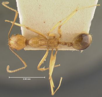 Media type: image; Entomology 30876   Aspect: habitus dorsal view